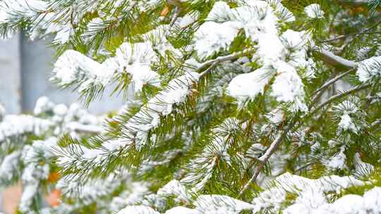 下雪中的松树枝头积雪视频素材模板下载