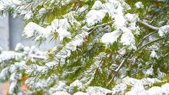 下雪中的松树枝头积雪