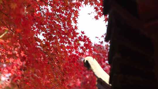 红色枫叶摇晃视频片段空镜