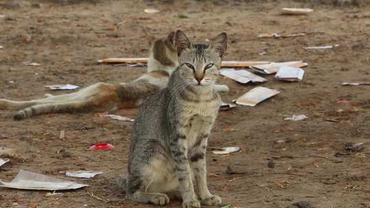 沙滩上的猫视频