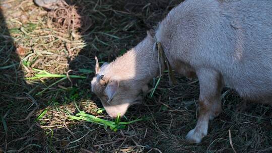 圈养的小羊在吃草视频素材模板下载