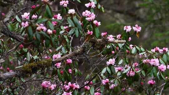 高山杜鹃花素材