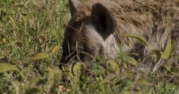 趴在草地上进食的鬣狗特写 