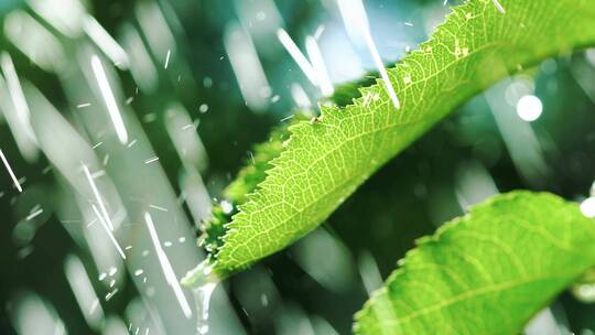 下雨和树叶