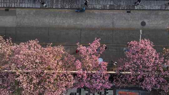 中国广东省广州市天河区华南师范大学异木棉