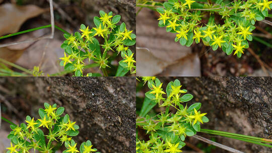 8K特写野生费菜小花 土三七景天三七 中药材高清在线视频素材下载