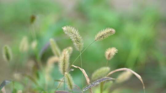 快进X10 狗尾草 狗尾巴草 禾本科 杂草