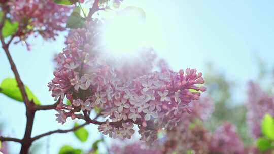 苹果，花，花，树