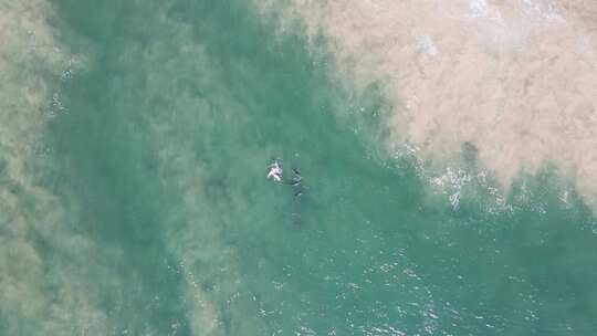 海浪拍沙洲时一群海豚在展示求爱