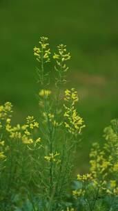 4K花草植物素材——羽衣甘蓝