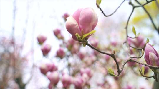 紫玉兰花 玉兰花开视频素材模板下载