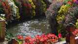 丽江古城溪水边的花朵高清在线视频素材下载