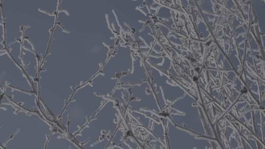 仰拍中景树枝落雪空境视频素材模板下载