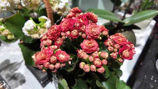 室内盆栽绿植花卉