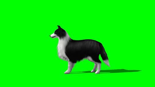 绿幕-动物-狗微微摇尾抬头