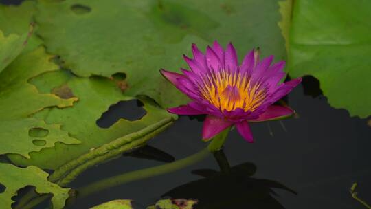 生态水中花睡莲