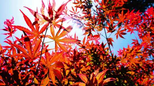 秋天阳光红叶五角枫红枫鸡爪槭枫叶枫树视频素材模板下载