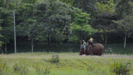 泰国旅游视频泰国大象园游客骑大象
