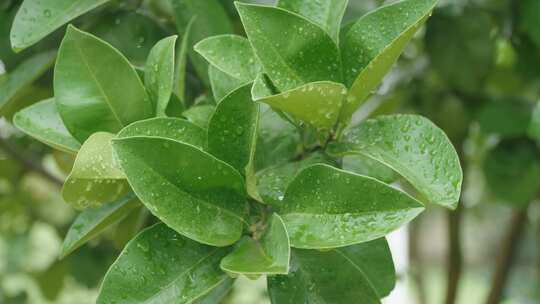 雨滴从绿色植物上落下唯美素材