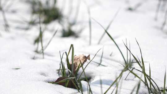 冬天小麦植物与雪覆盖农民的田地的电影镜头