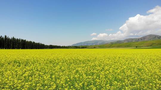 4K新疆那拉提油菜花海 航拍