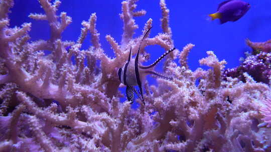 海底世界 珊瑚 鱼
