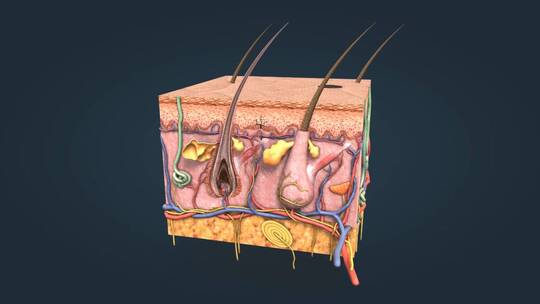 紫外线角化细胞黑素细胞黑色素皮肤三维动画