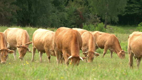 牧场草地吃草的牛群