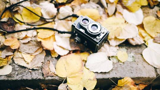 唯美老式相机在落叶上面