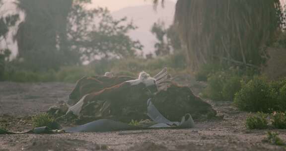 死牛在地上树木附近腐烂