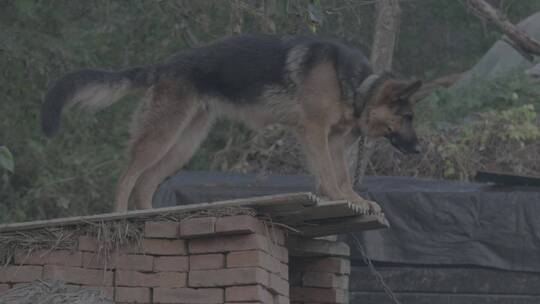 农家家犬LOG视频素材模板下载