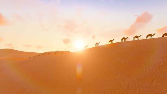 日出清晨沙漠骆驼延时