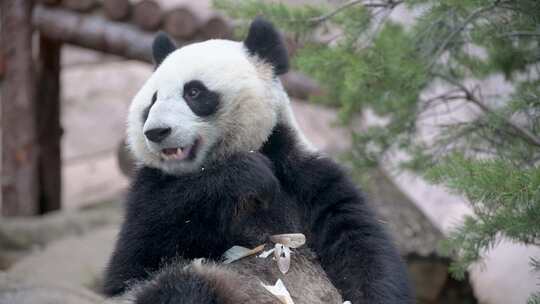 熊猫大熊猫吃竹子