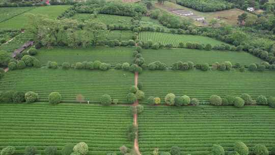 广西桂林尧山茶园