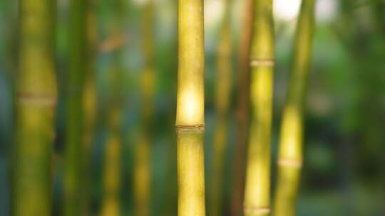 竹林  竹子  竹叶  绿色  阳光  植物