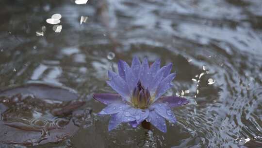 雨中睡莲，莲花，盛开的莲花视频素材模板下载