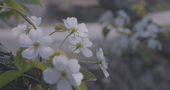 春天农村果园梨花盛开场景4K视频