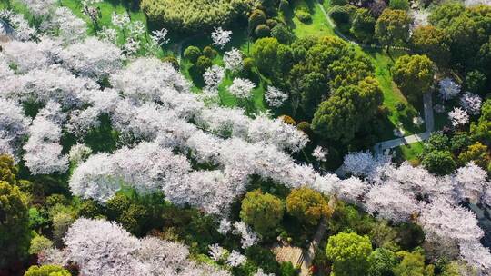 无锡金匮公园樱花航拍对角线视角
