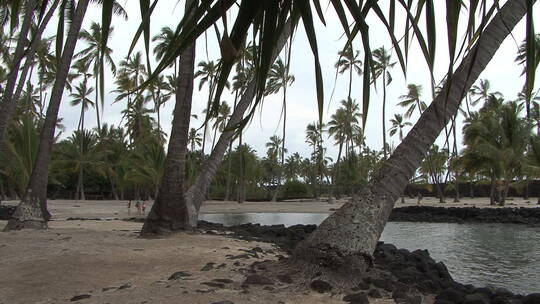 海滩上的棕榈树特视频素材模板下载