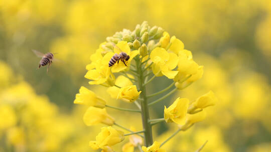 油菜花丛中蜜蜂采蜜升格慢镜特写空镜合集