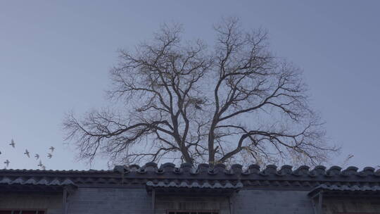 老北京鸽子 鸽子飞翔胡同