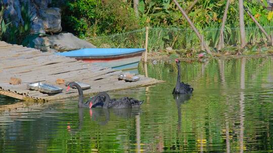 池塘 黑天鹅 养殖 饲养
