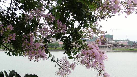 实拍紫薇花鲜花花朵