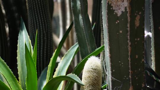 剑麻蓖麻多肉植物沙漠植物