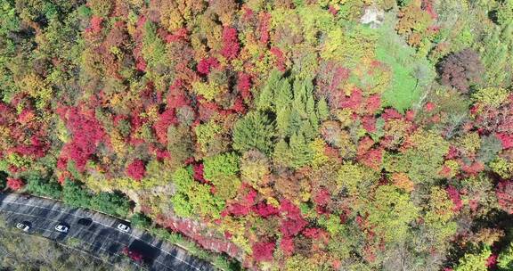 秋季山区枫红柞黄景色