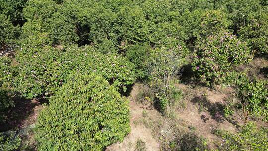 农业种植茶树茶籽园航拍