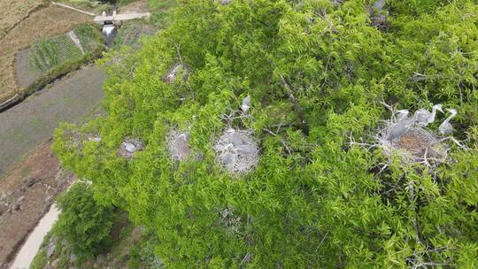 近距离观测苍鹭（灰鹤）在树上的生活