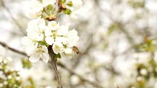 野苹果花上的蜜蜂。