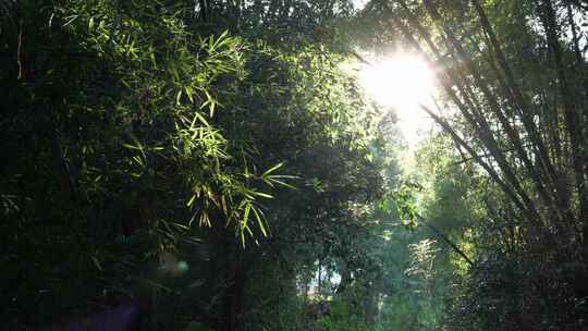 竹林视频素材竹子背景绿色竹叶太阳光斑竹林视频素材模板下载