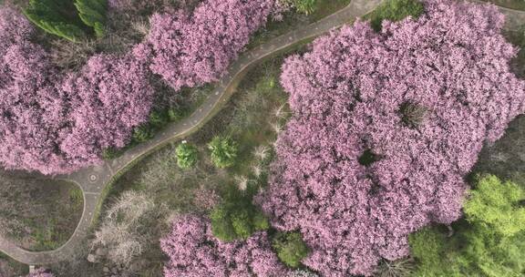 洛阳植物园樱花万物复苏春天公园道路航拍